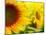 Sunflowers-SJ Travel Photo and Video-Mounted Photographic Print