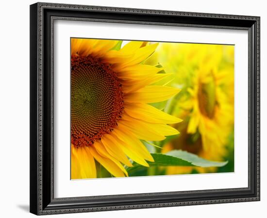 Sunflowers-SJ Travel Photo and Video-Framed Photographic Print