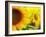 Sunflowers-SJ Travel Photo and Video-Framed Photographic Print