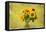 Sunflowers-Philippe Sainte-Laudy-Framed Premier Image Canvas