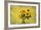 Sunflowers-Philippe Sainte-Laudy-Framed Photographic Print