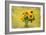 Sunflowers-Philippe Sainte-Laudy-Framed Photographic Print