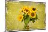 Sunflowers-Philippe Sainte-Laudy-Mounted Photographic Print