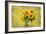 Sunflowers-Philippe Sainte-Laudy-Framed Photographic Print