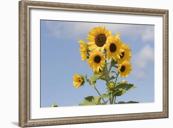 Sunflowers-null-Framed Photographic Print