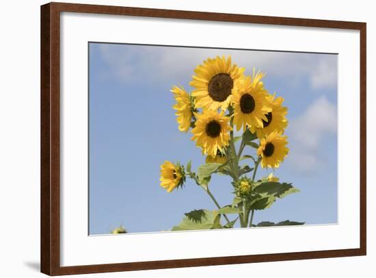 Sunflowers-null-Framed Photographic Print