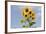 Sunflowers-null-Framed Photographic Print