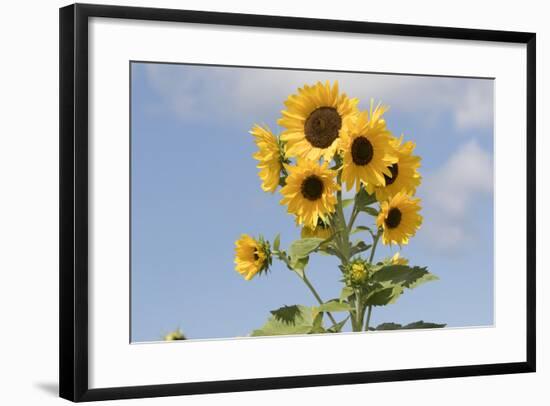 Sunflowers-null-Framed Photographic Print
