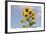 Sunflowers-null-Framed Photographic Print