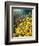 Sunflowers-Pol Ledent-Framed Art Print