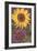 Sunflowers-null-Framed Art Print