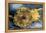 Sunflowers-Vincent van Gogh-Framed Stretched Canvas