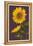 Sunflowers-Lantern Press-Framed Stretched Canvas