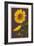 Sunflowers-Lantern Press-Framed Premium Giclee Print