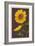 Sunflowers-Lantern Press-Framed Art Print