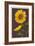 Sunflowers-Lantern Press-Framed Art Print