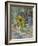 Sunflowers-Susan Ryder-Framed Giclee Print