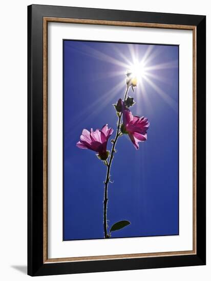 Sunflowers!!-Adrian Campfield-Framed Giclee Print