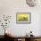 Sunflowers-Ata Alishahi-Framed Giclee Print displayed on a wall
