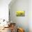 Sunflowers-Ata Alishahi-Mounted Giclee Print displayed on a wall