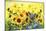 Sunflowers-Ata Alishahi-Mounted Giclee Print
