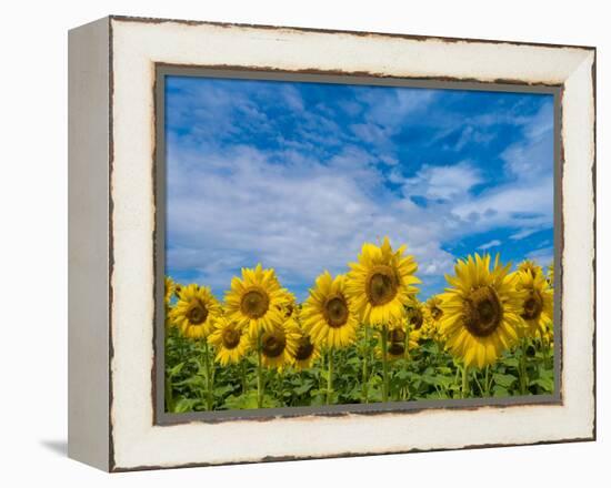 Sunflowers-Marco Carmassi-Framed Premier Image Canvas