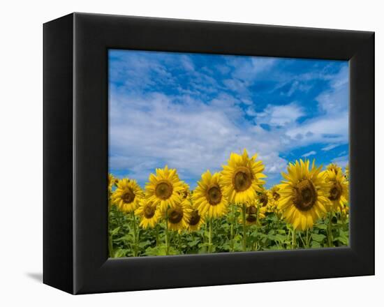 Sunflowers-Marco Carmassi-Framed Premier Image Canvas