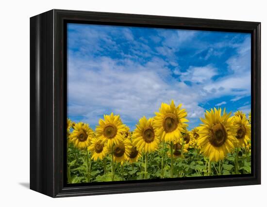 Sunflowers-Marco Carmassi-Framed Premier Image Canvas