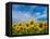 Sunflowers-Marco Carmassi-Framed Premier Image Canvas