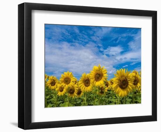 Sunflowers-Marco Carmassi-Framed Photographic Print