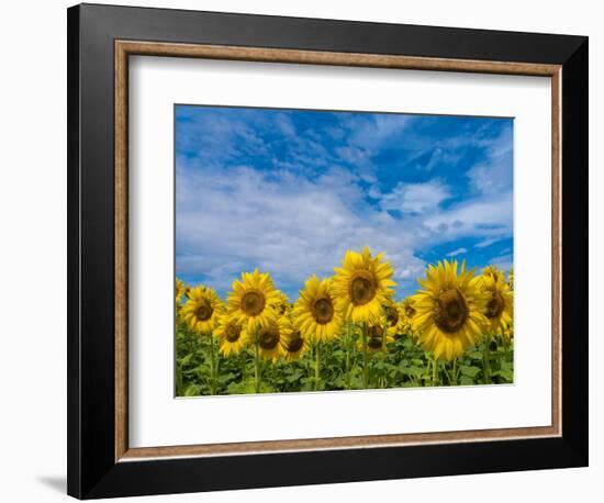 Sunflowers-Marco Carmassi-Framed Photographic Print