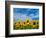 Sunflowers-Marco Carmassi-Framed Photographic Print