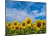 Sunflowers-Marco Carmassi-Mounted Photographic Print