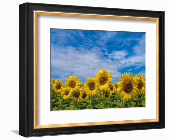 Sunflowers-Marco Carmassi-Framed Photographic Print