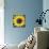 Sunflowers-Roey Ebert-Art Print displayed on a wall