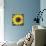 Sunflowers-Roey Ebert-Mounted Art Print displayed on a wall
