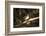 Sungrebe-Joe McDonald-Framed Photographic Print