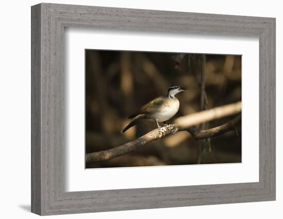 Sungrebe-Joe McDonald-Framed Photographic Print