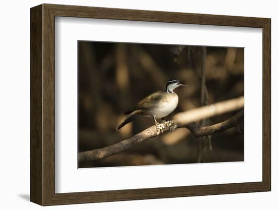 Sungrebe-Joe McDonald-Framed Photographic Print