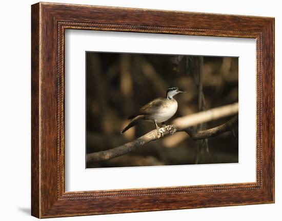 Sungrebe-Joe McDonald-Framed Photographic Print