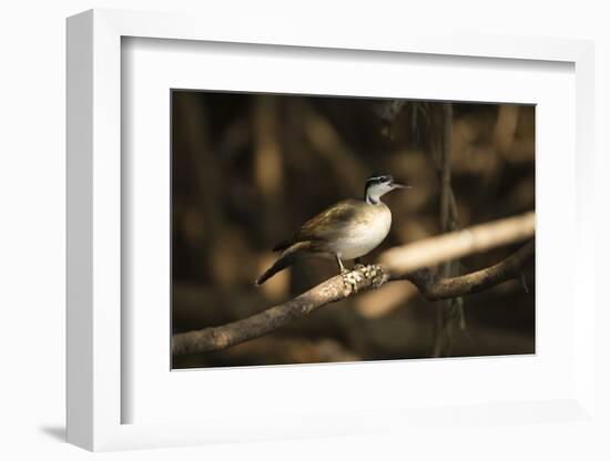 Sungrebe-Joe McDonald-Framed Photographic Print