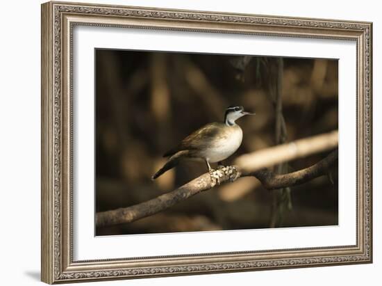 Sungrebe-Joe McDonald-Framed Photographic Print