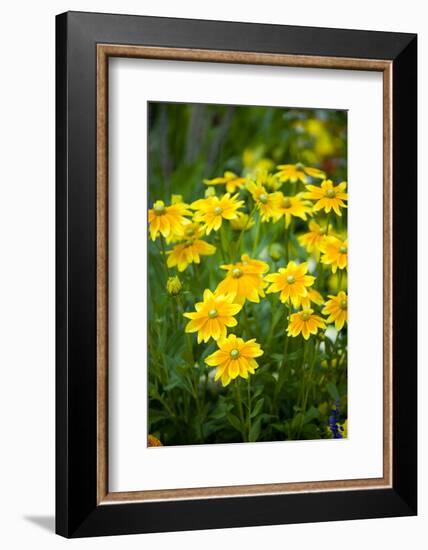 Sunhat, Close-Up-Brigitte Protzel-Framed Photographic Print