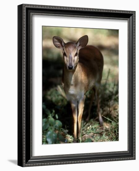 Suni Antelope De Wildt Gr, South Africa-Tony Heald-Framed Photographic Print