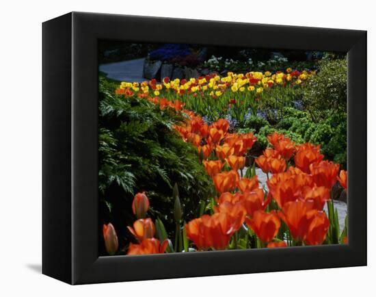 Sunken Garden, Butchart Gardens, Victoria, British Columbia, Canada-null-Framed Premier Image Canvas