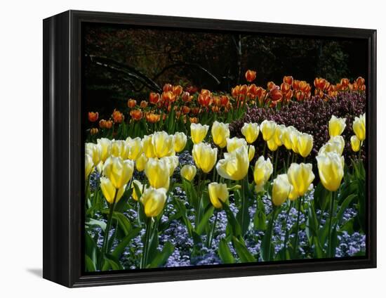 Sunken Garden, Butchart Gardens, Victoria, British Columbia, Canada-null-Framed Premier Image Canvas