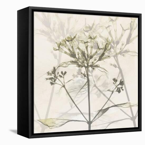 Sunkissed Floral-Albert Koetsier-Framed Stretched Canvas
