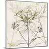 Sunkissed Floral-Albert Koetsier-Mounted Photographic Print