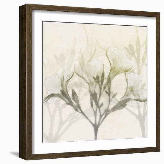 Sunkissed Oleander-Albert Koetsier-Framed Photographic Print