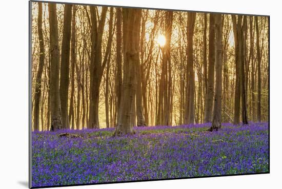 Sunlight Bursting Through Trees Just after Dawn in Beech Woodland Full of Bluebells-Rtimages-Mounted Photographic Print